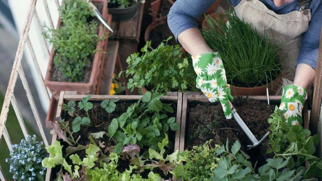 saiba-os-cuidados-no-cultivo-de-hortalicas-e-frutas-no-inverno
