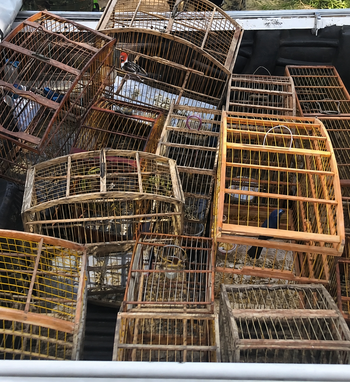 MAIS DE 140 AVES SILVESTRES MANTIDAS EM CATIVEIRO SÃO RESGATADAS DURANTE OPERAÇÃO NA BAHIA.
