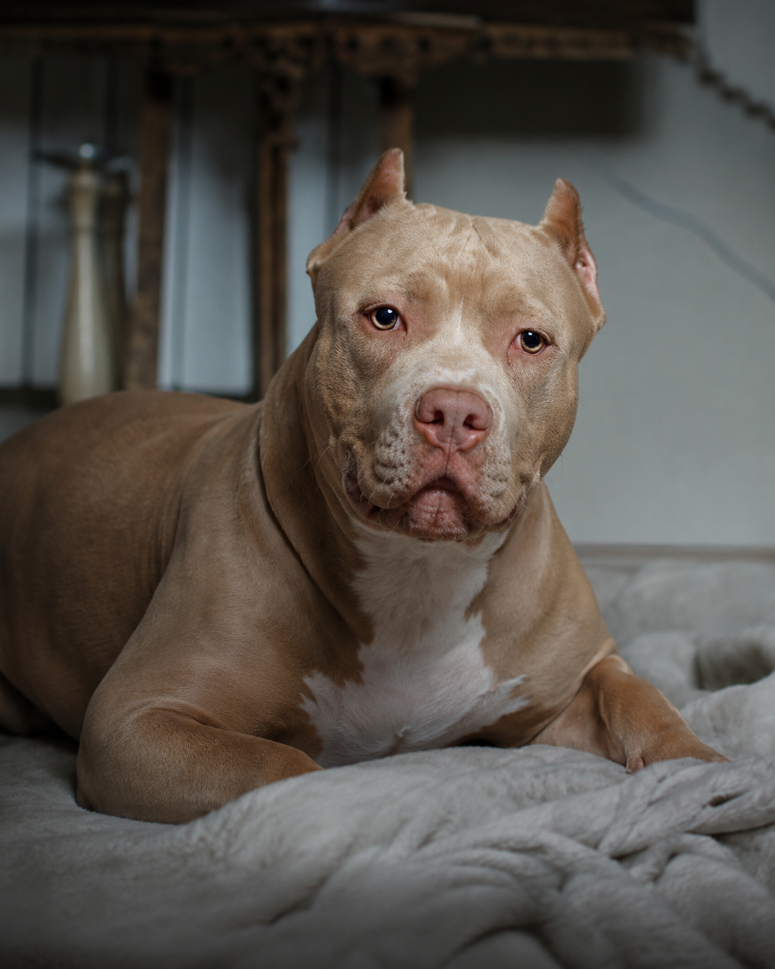 CÃES DA RAÇA PITBULL PODEM SER PROIBIDOS NO BRASIL E GERA DEBATE
